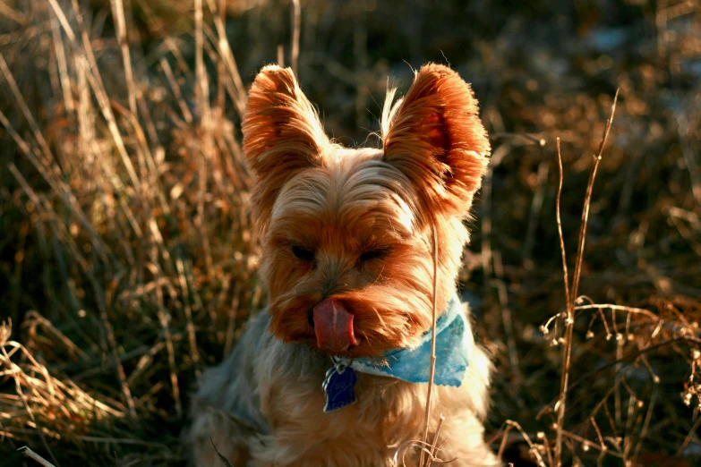 a small dog with a blue scarf on it