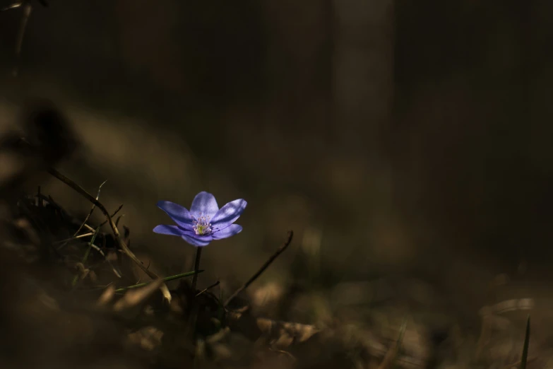 a little blue flower sits on some grass