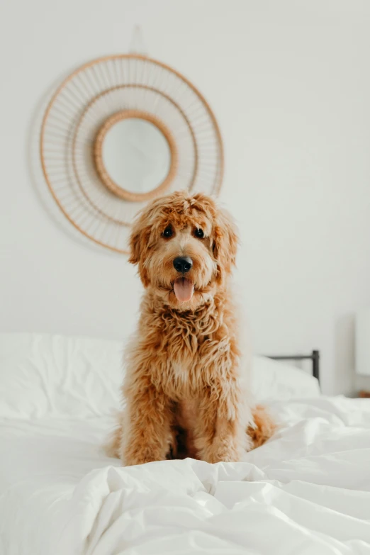a dog sits on the white bed with a circular mirror above it