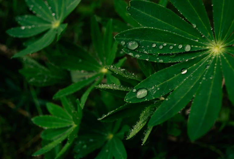 a leaf with some dew drops hanging off of it