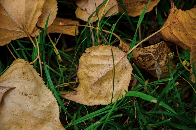 leaves with one on them in the grass