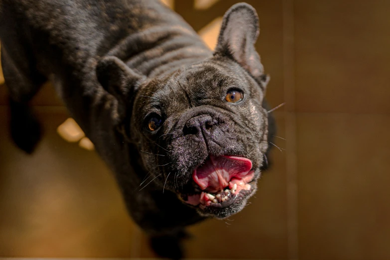 a black dog with its tongue open and showing