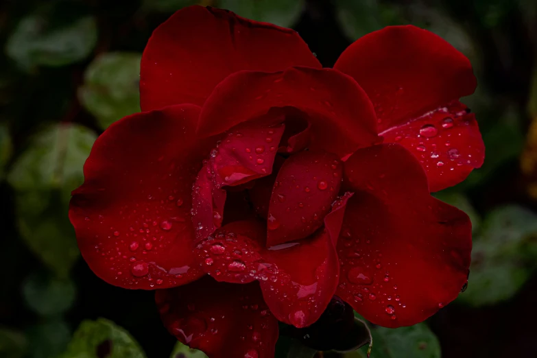 this is an image of a red rose with drops of water on it