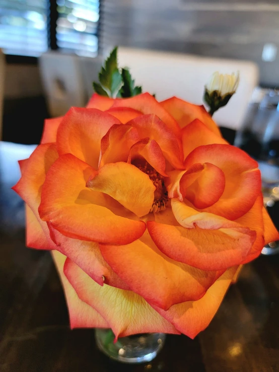 a close up of an orange rose in a vase on a table