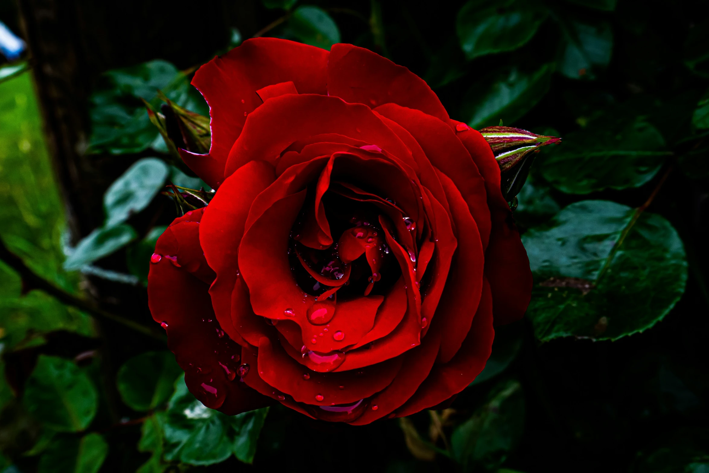 a red rose with dew drops on it