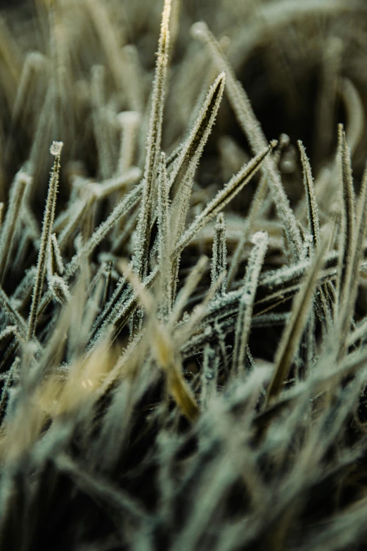 the close up image of grass with dew