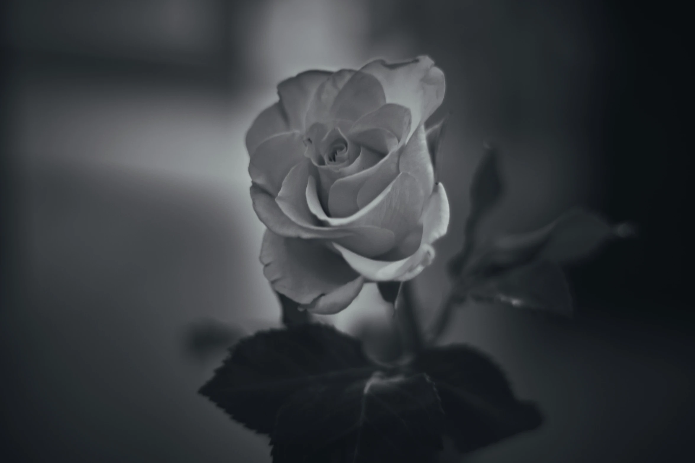 a black and white po of a rose