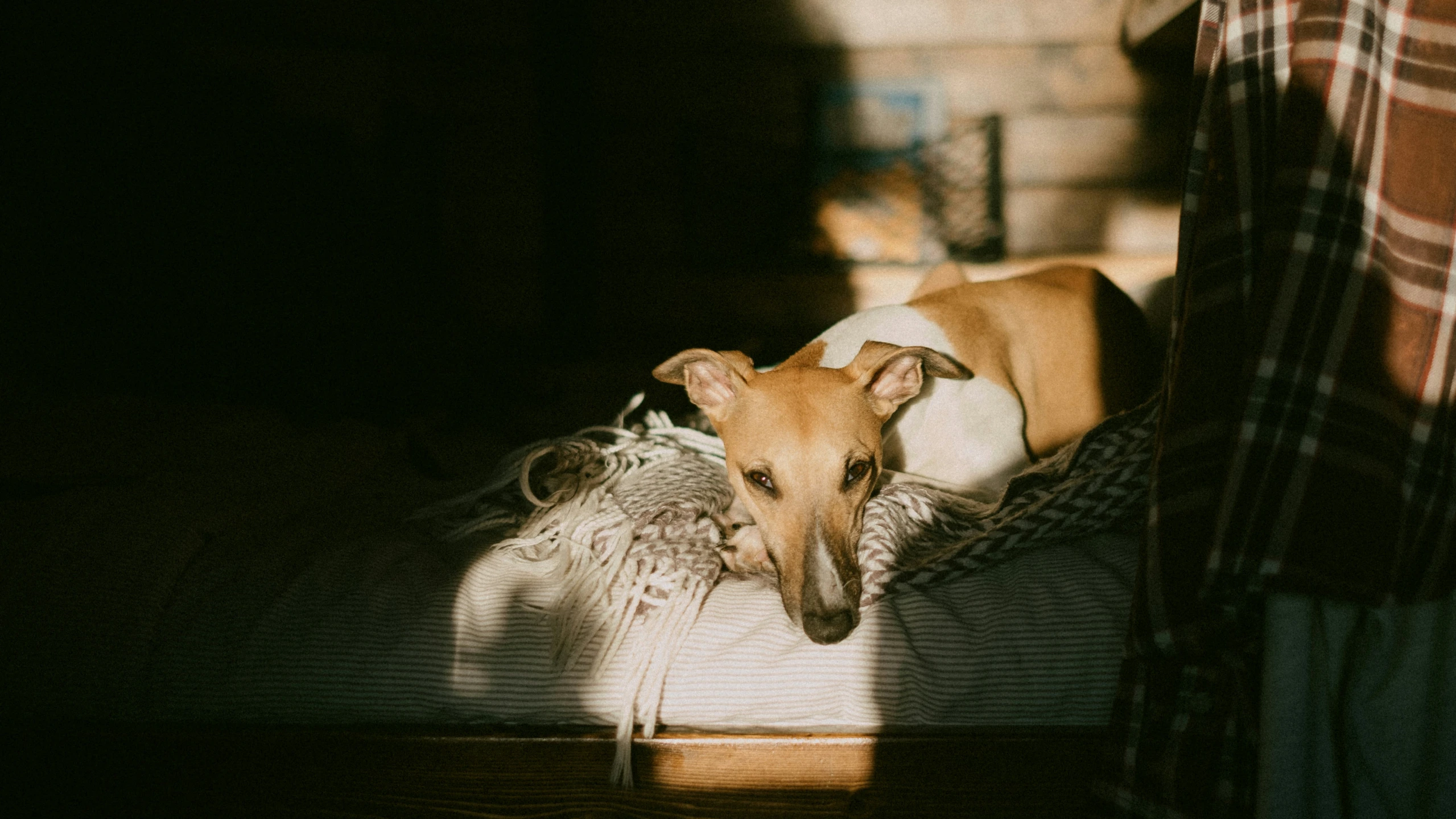 a dog that is laying down on top of a bed