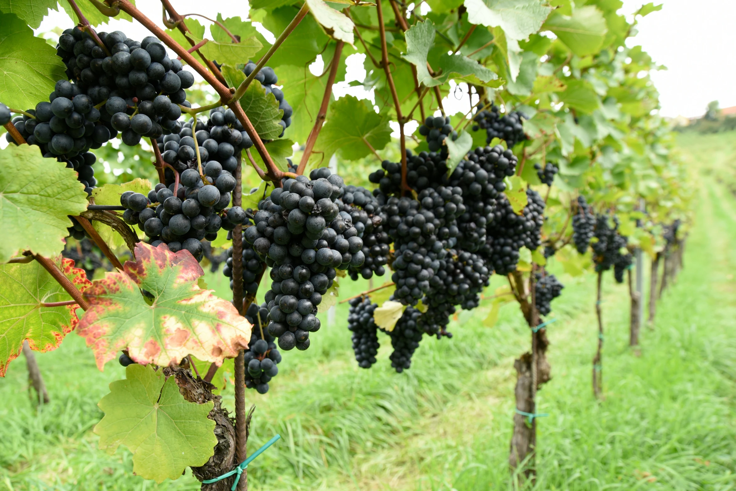 gs are being grown and hanging in rows