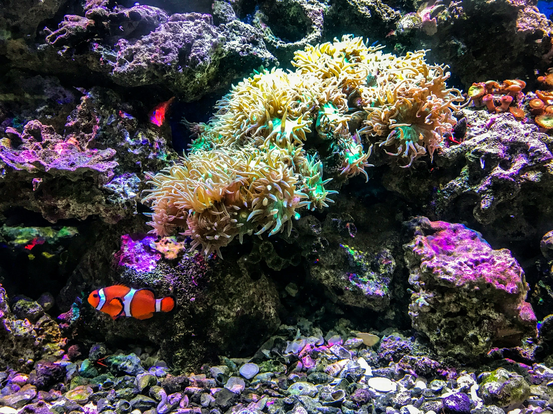 a large fish is swimming near some corals