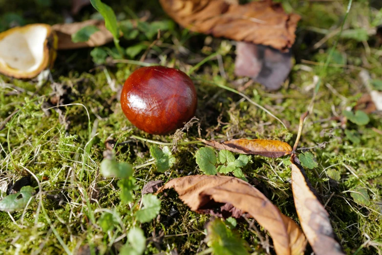 a couple of pieces of fruit sitting on the ground