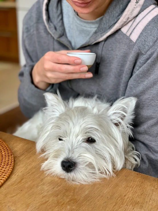 woman in gray hoodie holding small white dog