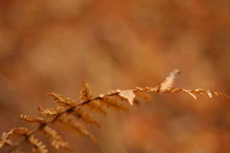 the nch of a tree showing leaves and brown tones