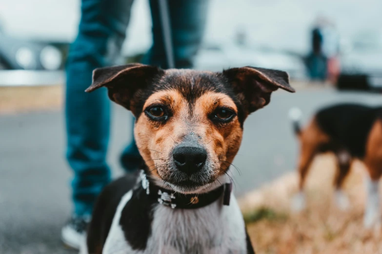 the dog has an ear tag in his ears