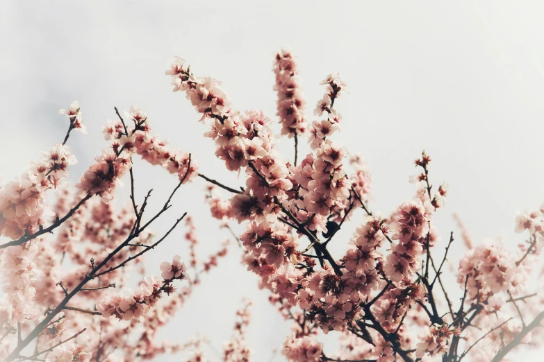 blossoming pink flowers on a cloudy day