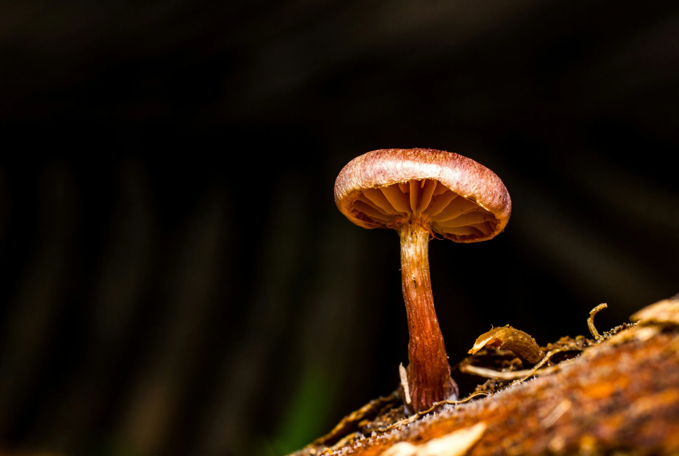 a small, red mushroom growing out of a mossy tree trunk