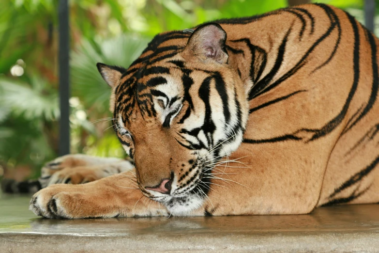 a tiger is laying down on a cement floor