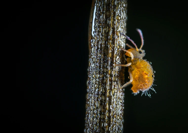 a close - up image of a bug on a stick