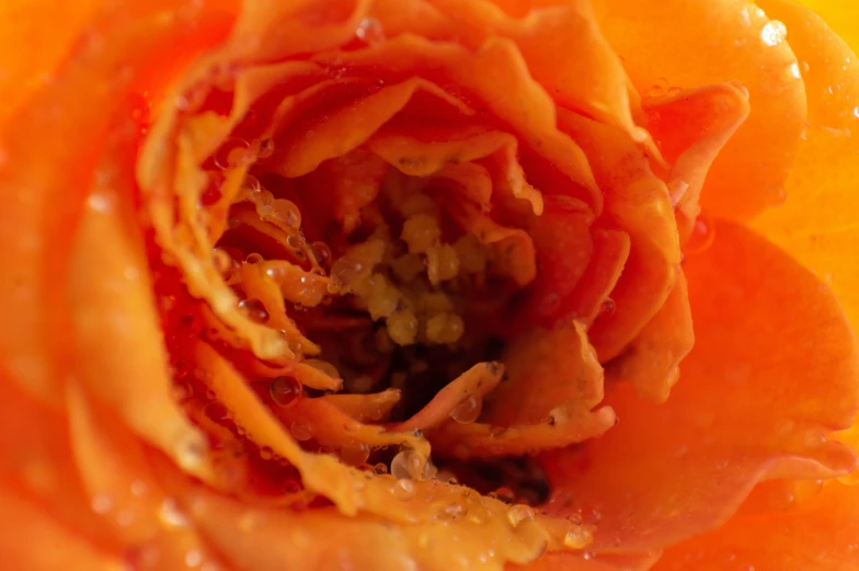 a closeup view of an orange flower
