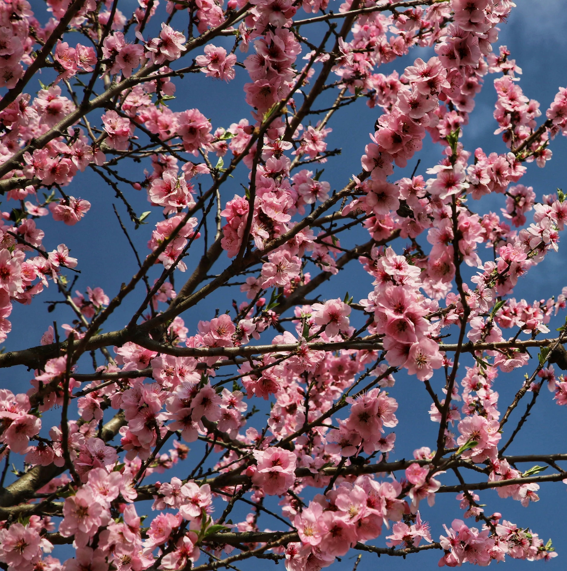 the nch of pink blossoming tree against the sky