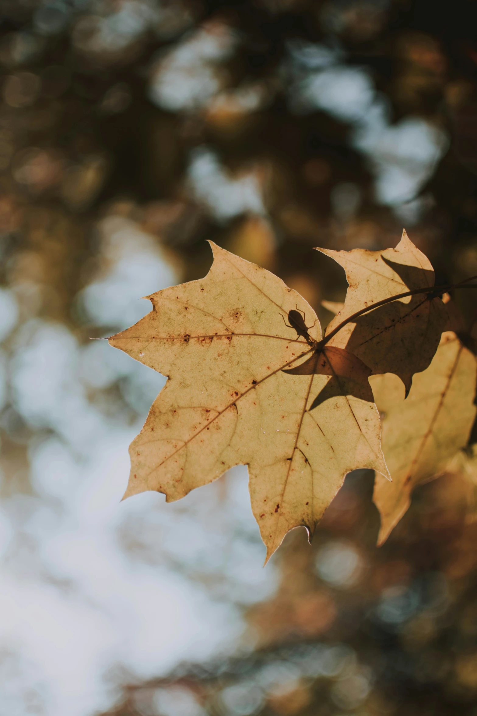 an almost leaf - free tree that is still showing