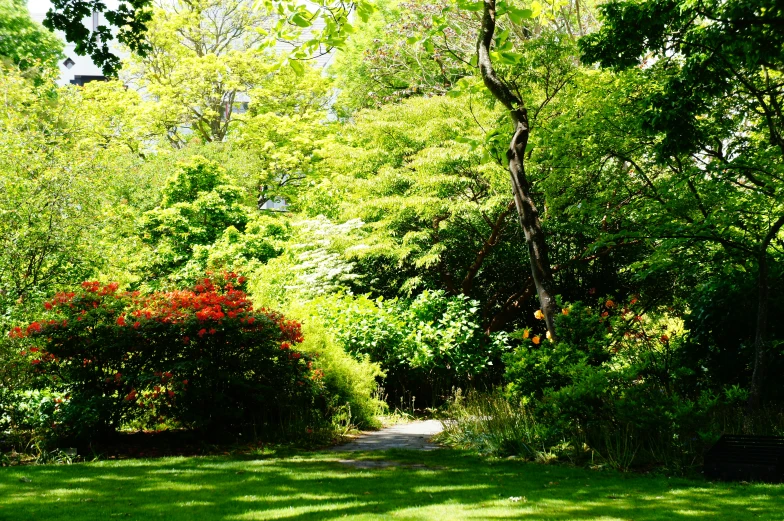 a grassy area with trees, bushes and a road