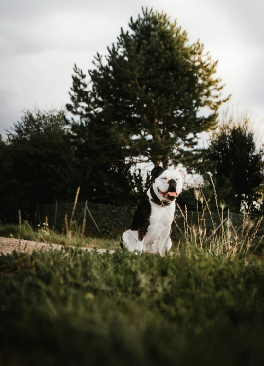 a large white and black dog sitting on top of a lush green field