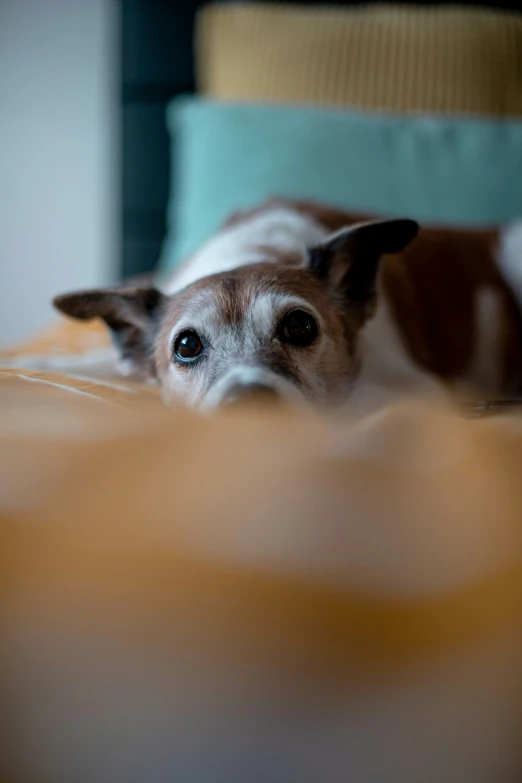 small dog laying on a bed looking at the camera