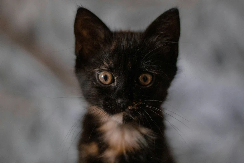 a kitten has been pographed for a po while sitting on the floor