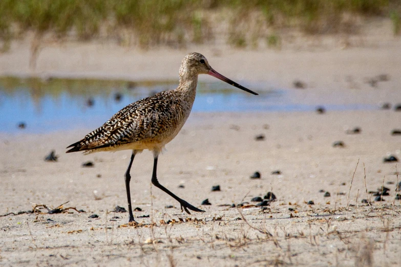 a bird walking on the sand near water