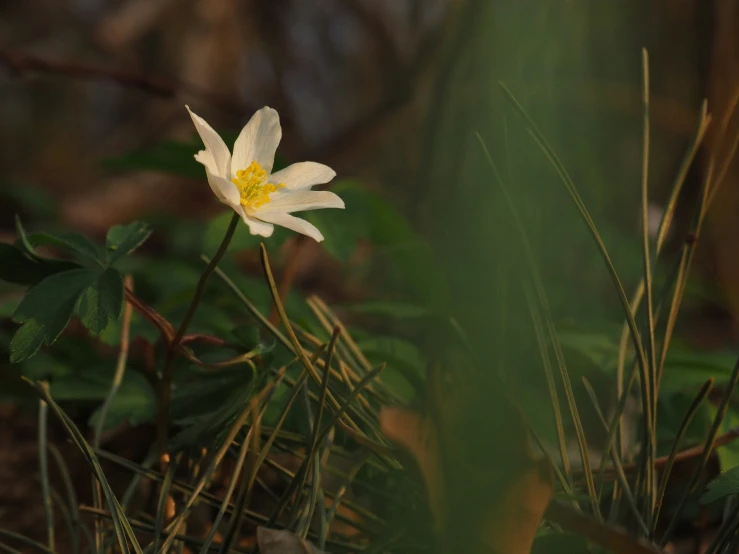 a single white flower is surrounded by tall grass and weeds