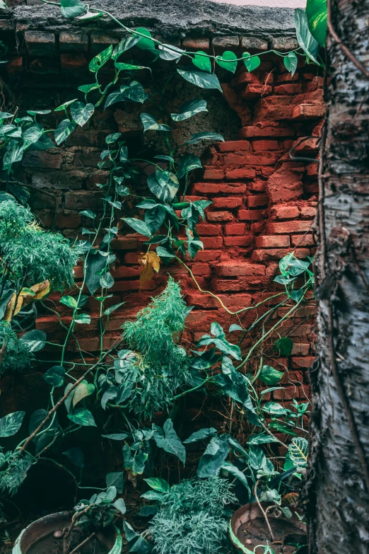 a brick wall surrounded by green plants and tree trunks