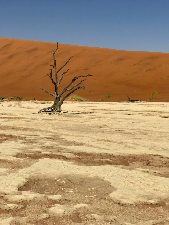 a lone tree in the middle of nowhere