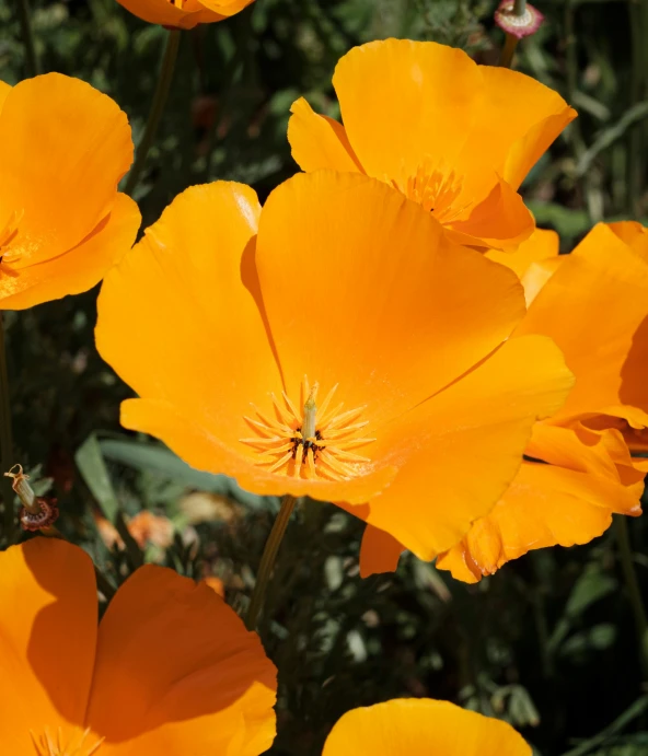 many orange flowers that are on a plant