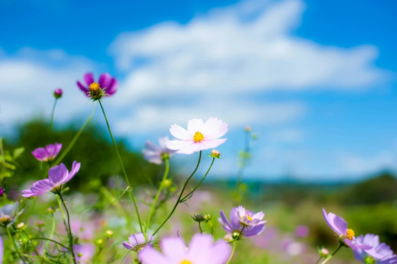 a field full of flowers and wildflowers on a sunny day