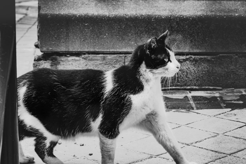 a cat walking on the ground in front of a doorway