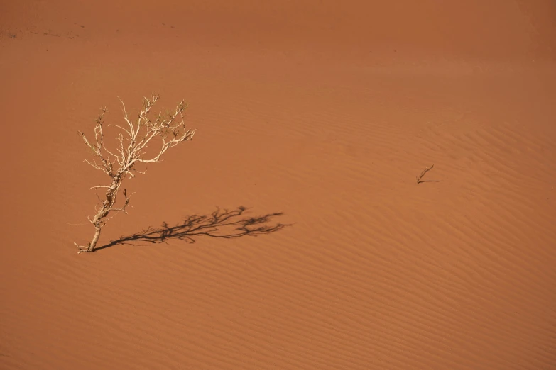 a lone tree in the middle of a sandy area