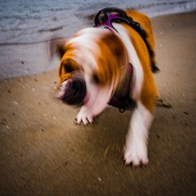 a brown and white dog on the beach with his mouth open