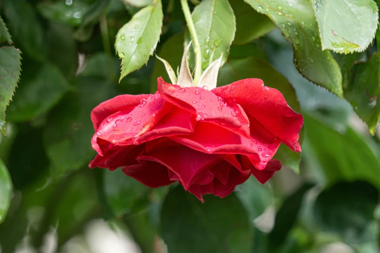 a large, red flower is in bloom by itself