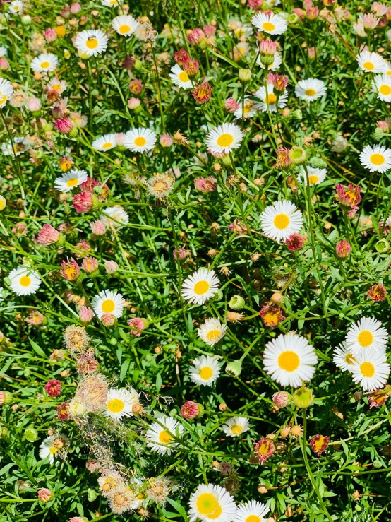 a large field with lots of white and yellow flowers