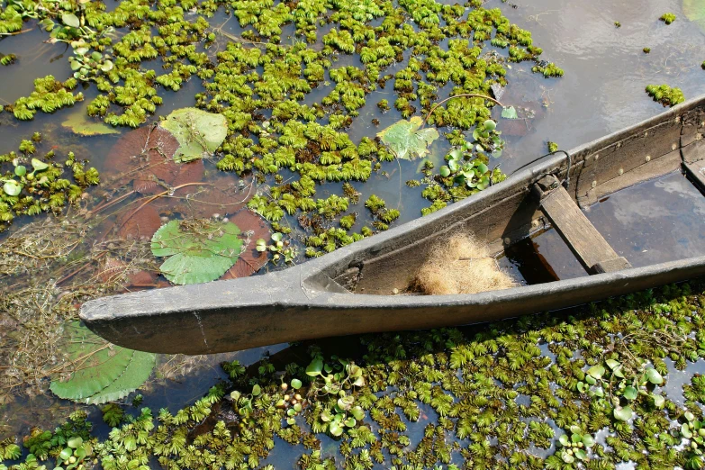 a small boat with green leaves floating on top