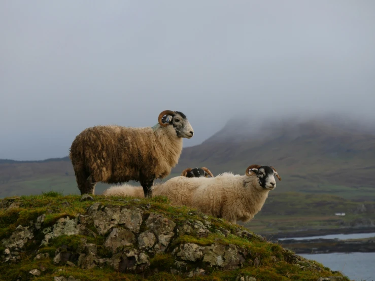 two rams standing on the side of a rocky hill