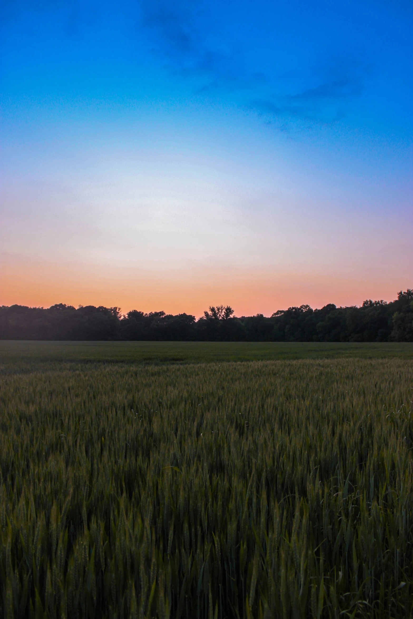 an expanse of wheat in a field against the setting sun