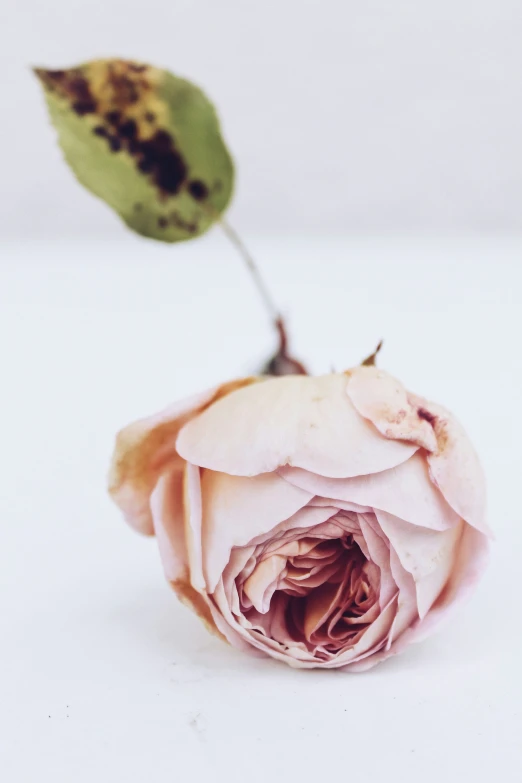 a single rose bud is pictured with green leaves