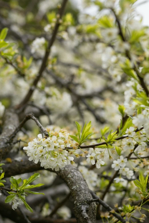 the nch of a flowering tree with white flowers