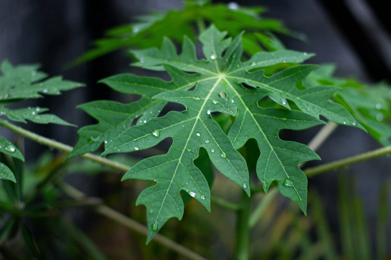 the underside of a green leaf is seen with water droplets