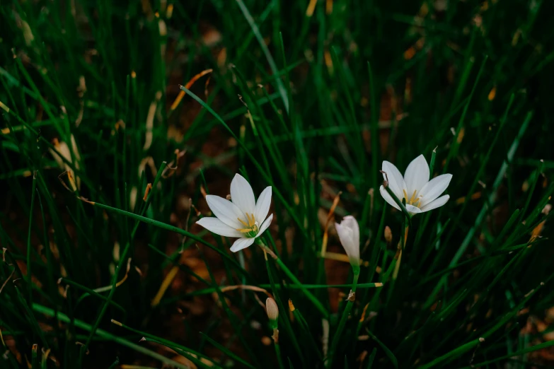 a couple of white flowers sitting in the middle of green grass