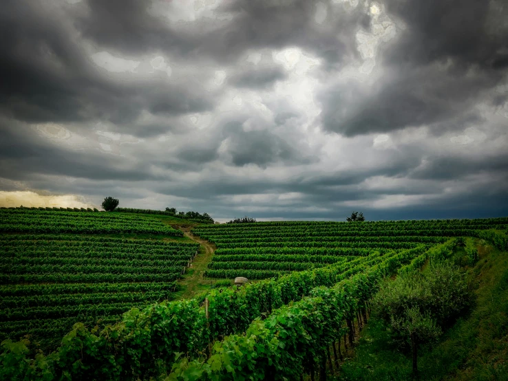 stormy sky above rows of crops in an expansive setting