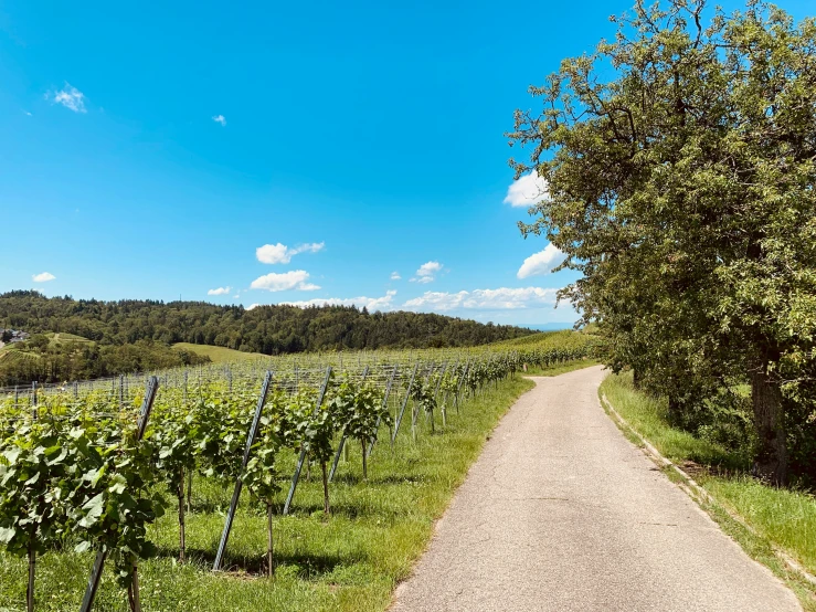 a path next to an open field on a clear day