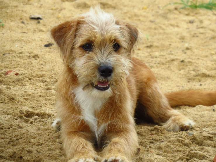 a dog sitting on top of sand with a leash